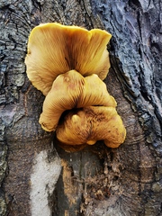 Pholiota