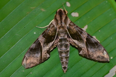 Eumorpha anchemolus