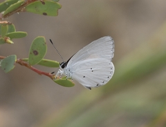 Candalides xanthospilos