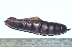 Eumorpha anchemolus