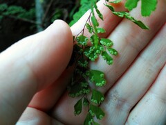 Adiantum