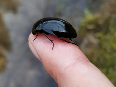 Hydrochara caraboides