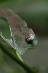 Gastropoda