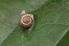 Gastropoda
