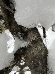 Aleurodiscus amorphus