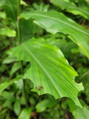 Acromyrmex octospinosus