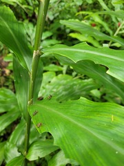 Acromyrmex octospinosus