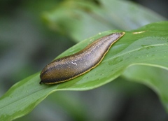 Vaginulus taunaisii