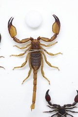 Scorpiops luridus