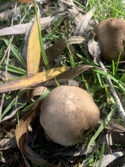Leucoagaricus barssii