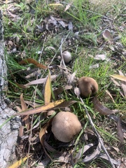 Leucoagaricus barssii