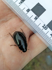 Hydrochara caraboides