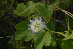 Passiflora chrysophylla