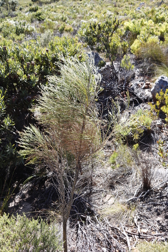 Image of Psoralea aphylla by (c) Tony Rebelo, some rights reserved (CC BY-SA)
