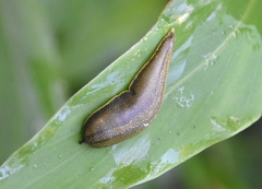 Vaginulus taunaisii