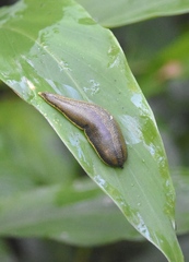 Vaginulus taunaisii