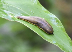 Vaginulus taunaisii