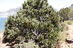 Protea lepidocarpodendron