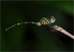 Nannophlebia eludens