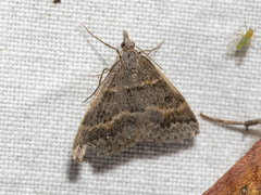 Dichromodes mesogonia