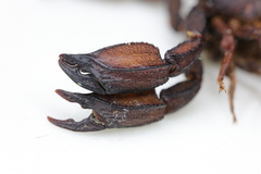 Scorpiops wrzecionkoi