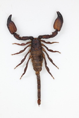 Scorpiops wrzecionkoi