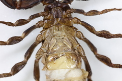 Scorpiops wrzecionkoi