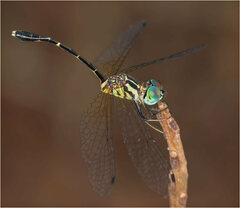 Nannophlebia eludens