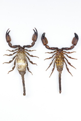 Scorpiops wrzecionkoi