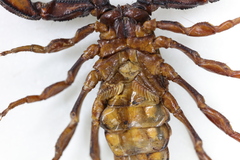 Scorpiops wrzecionkoi