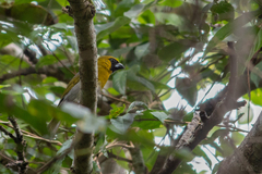 Caryothraustes poliogaster