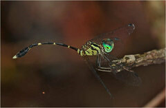 Nannophlebia eludens