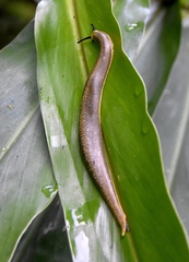 Vaginulus