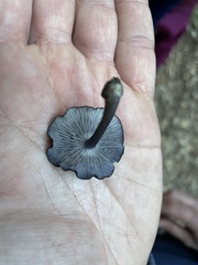Entoloma serrulatum