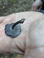 Entoloma serrulatum