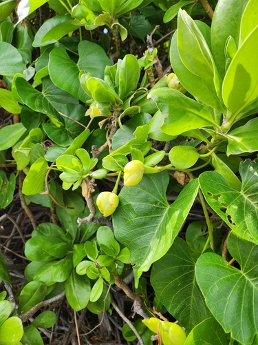 Ipomoea violacea observed 2023-02-01