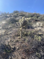 Cylindropuntia bigelovii
