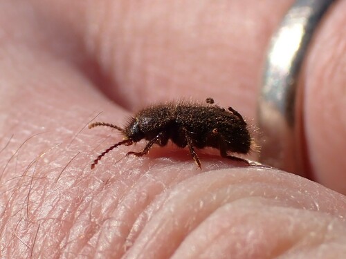 Eleodes littoralis photo 5