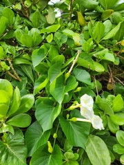 Ipomoea violacea