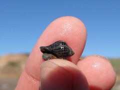 Acanthinucella
