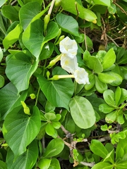 Ipomoea violacea