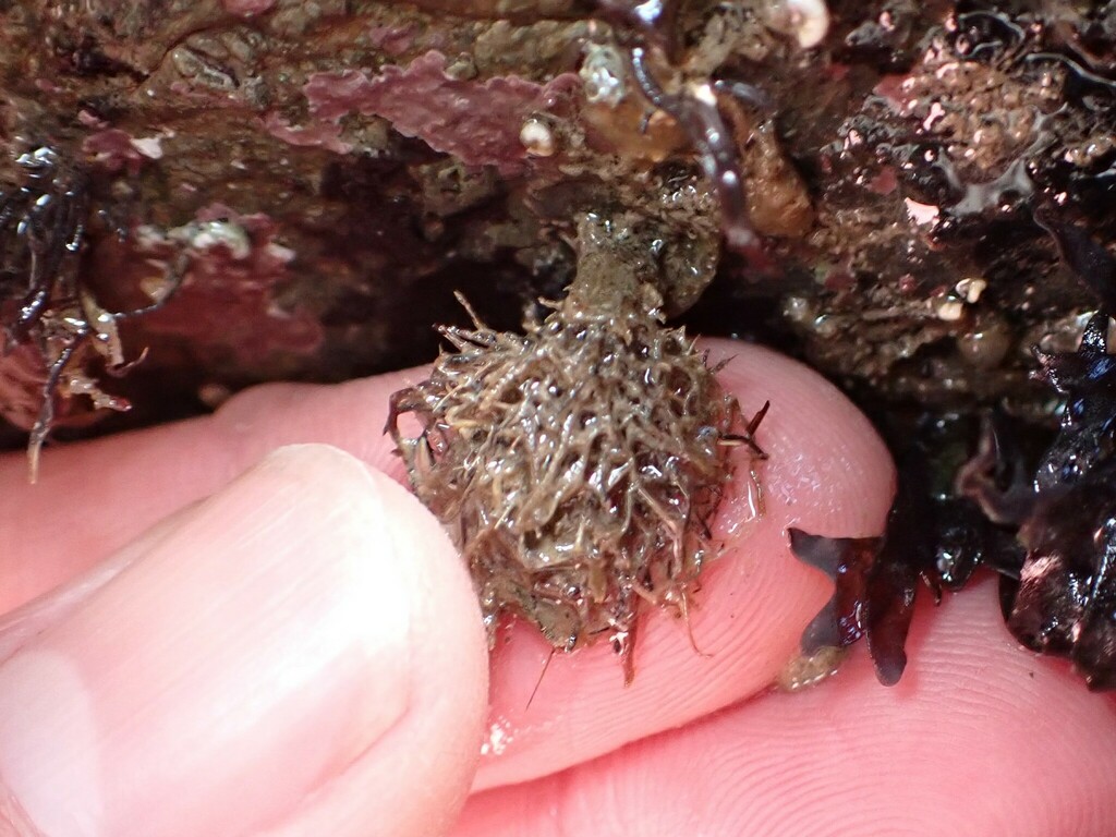 Basket-top Spaghetti Worm