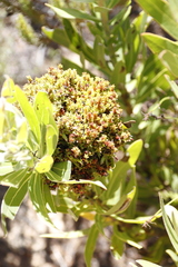 Protea witches broom phytoplasma