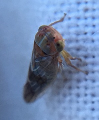 Tremulicerus distinguendus