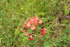 Bauhinia galpinii