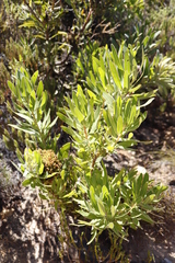 Protea witches broom phytoplasma