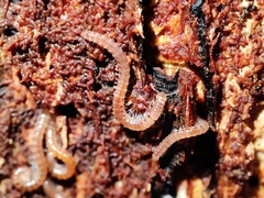 Blaniulidae
