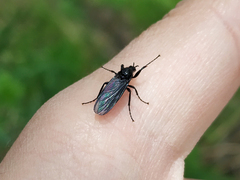 Bibioninae