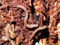 Blaniulidae