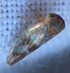 Tremulicerus distinguendus